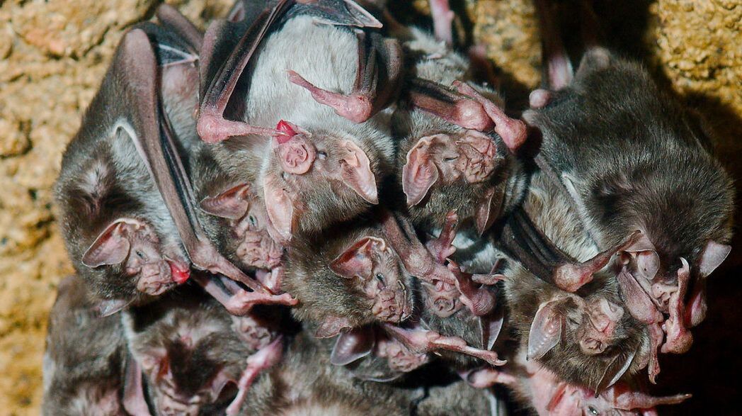 Vampire bats in a roost