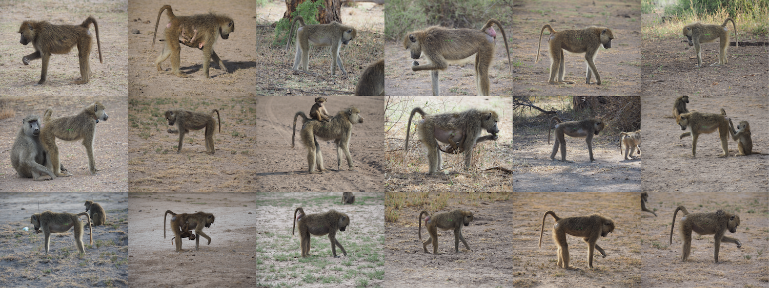 A grid of photos. Each shows a different baboon standing and in profile.