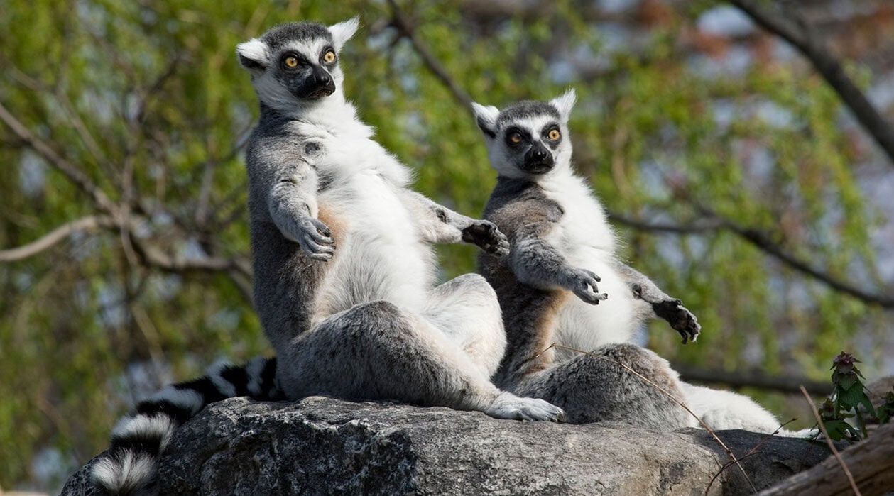 Ring-tailed lemurs sun-bathing