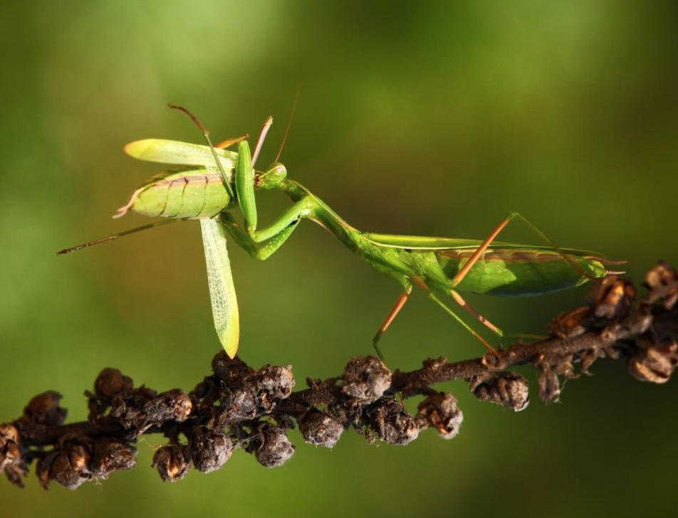 Female praying mantis eating a male praying mantis
