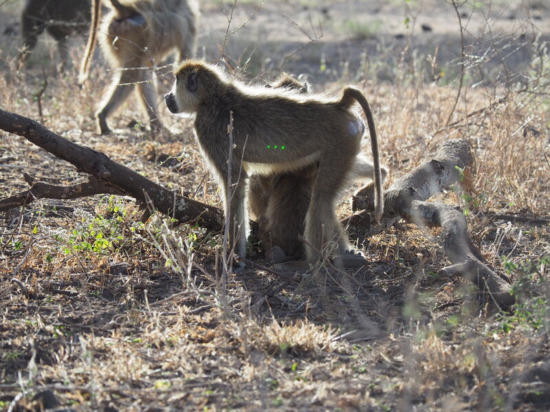 A baboon is being groomed. There are three green laser spots on its torso, which is how we collect parallel-laser data.