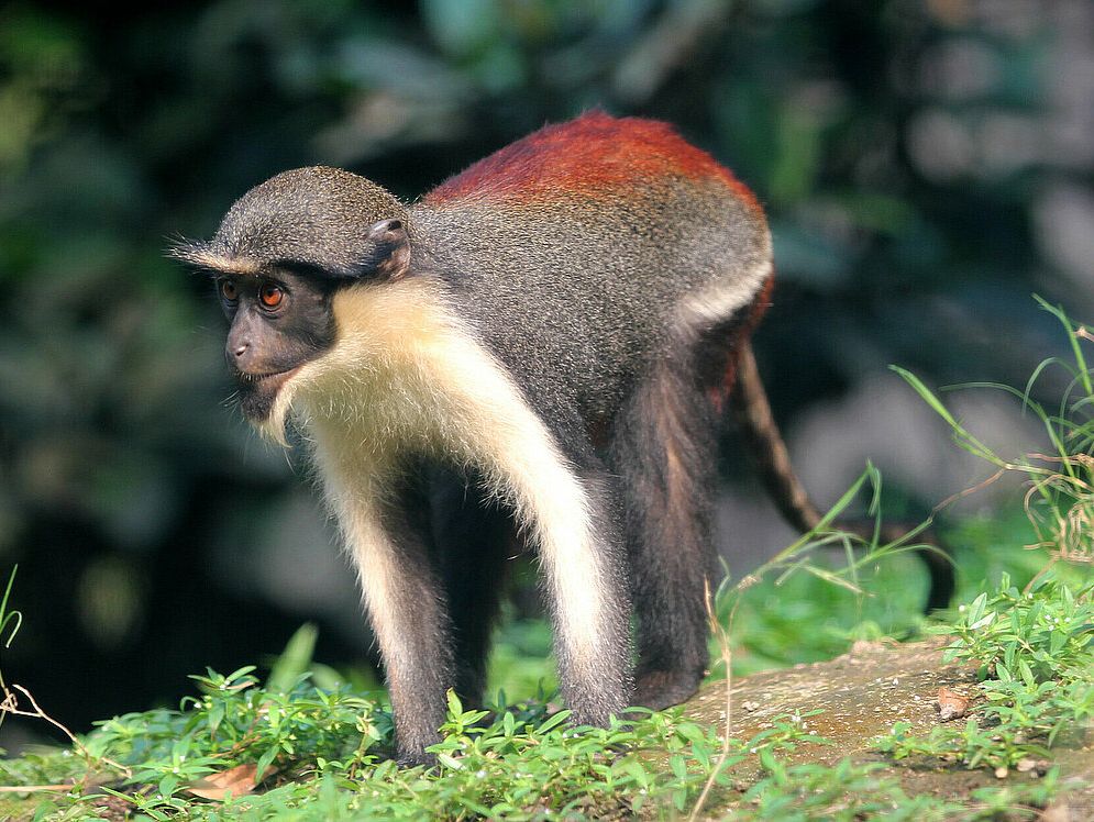 A diana monkey on the ground