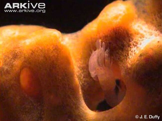 A eusocial shrimp in a piece of coral