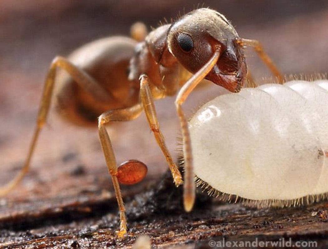 Close up of a small ant with a tiny tick on its leg